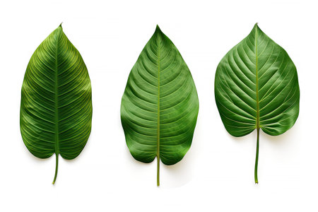 Natural of Tropical green leaves of leaf isolated on white background, varies different of plant botanical, with Generative Ai.の素材
