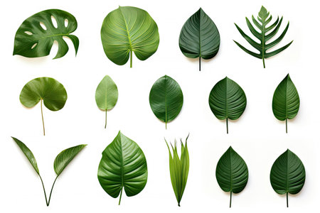 Natural of Tropical green leaves of leaf isolated on white background, varies different of plant botanical, with Generative Ai.の素材