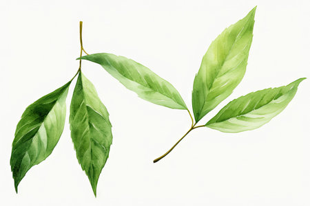 Watercolor Matcha Green tea elements leaves objects isolated on white background, various Japan matcha leaf plant, morning drinks, delicious beverages clipart set, with Generative Ai.の素材