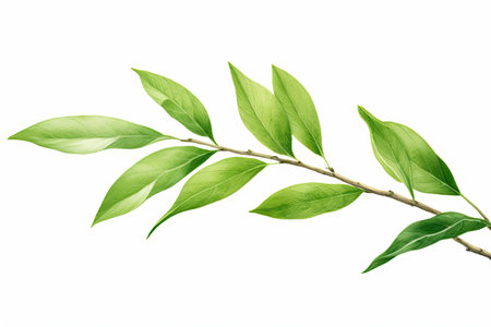 Watercolor Matcha Green tea elements leaves objects isolated on white background, various Japan matcha leaf plant, morning drinks, delicious beverages clipart set, with Generative Ai.の素材