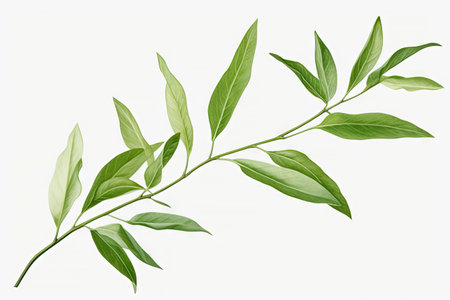 Watercolor Matcha Green tea elements leaves objects isolated on white background, various Japan matcha leaf plant, morning drinks, delicious beverages clipart set, with Generative Ai.の素材