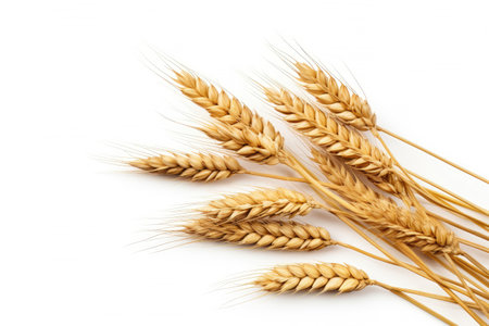 Wheat ears or ripe rice that harvest from fields isolated on white background, clean dried sheaf crop, with Generative Ai.の素材