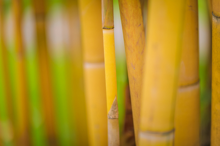 Gold bamboo close upの写真素材