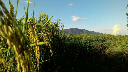 Rice field in Chiangrai province, Thailandの素材