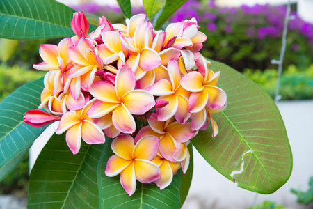 A bunch of tropical flowers - frangipaniの写真素材