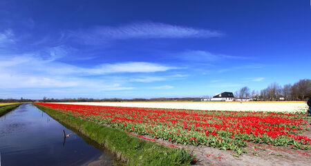 Colorful of many kinds of flowers in Amsterdamの写真素材