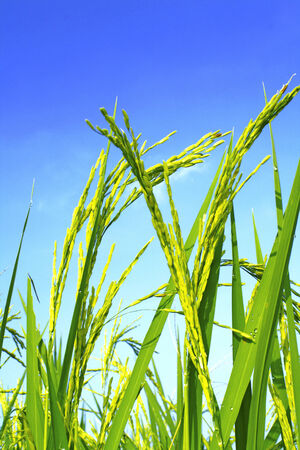 The bunch of young rice in paddy fieldの写真素材