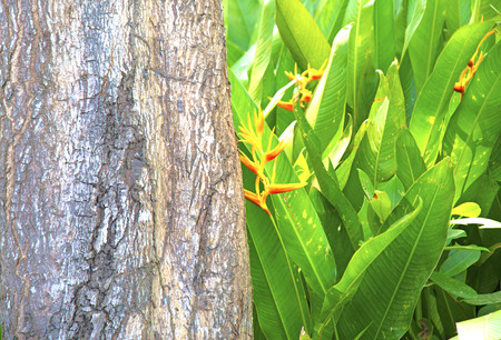 Bird of paradise plant hidden in the jungleの写真素材