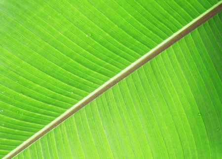 Banana leaf with its beautiful pattern and lightの写真素材