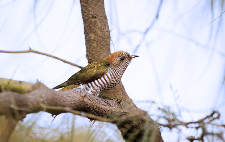 Emeral Cuckoo, rarely seen bird of Asia  