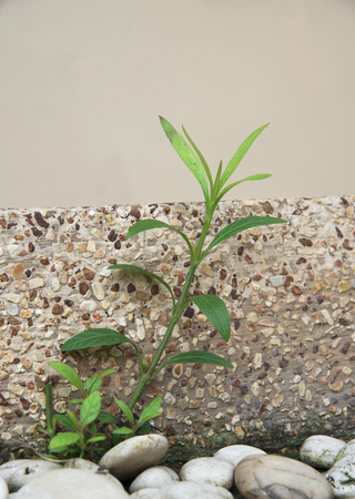 Young plant is rooting in the crack amongst rocks and the wallの写真素材
