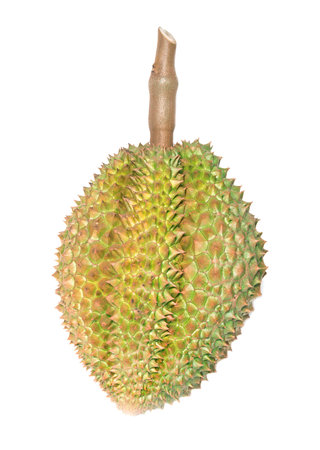 Durian is both favorite and digusting of some people.Its taste very sweet.の写真素材