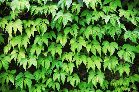 Many green leaves backgroundの写真素材