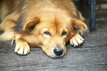 Lazy dog waiting at the from door in the morningの写真素材