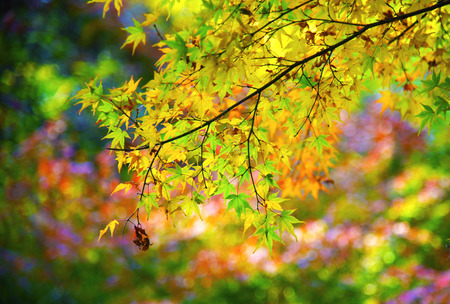 Colorful color of the leaves in Kyoto Japan during autumnの写真素材