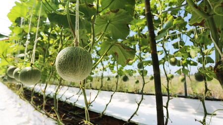 melonの写真素材