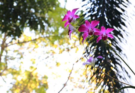 orchid space for textの写真素材