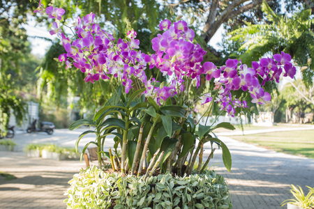 orchidの写真素材
