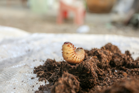 Worm Xylotrupes Gideon upcoming pupaの写真素材
