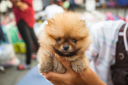 Pomeranian puppy is waiting for a new ownerの写真素材