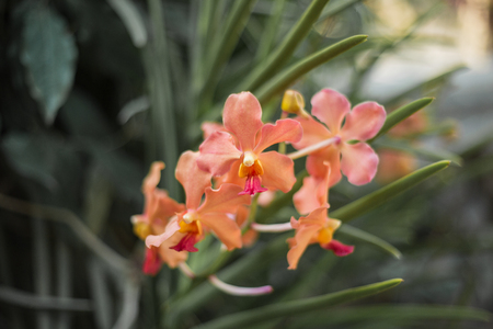 Orange flowers that bloom in winterの写真素材
