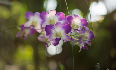 Purple orchid flower on summer nature backgroundの写真素材