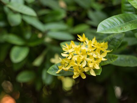 spike flowerの写真素材