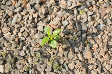 Tree growing on rocky groundの写真素材