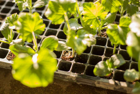 Seedlings of pumpkinの写真素材