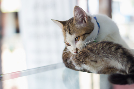 The cat lying on a glass table looking outsideの写真素材