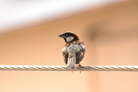 Sparrow birdの写真素材