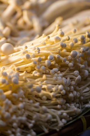 Enoki Mushroom