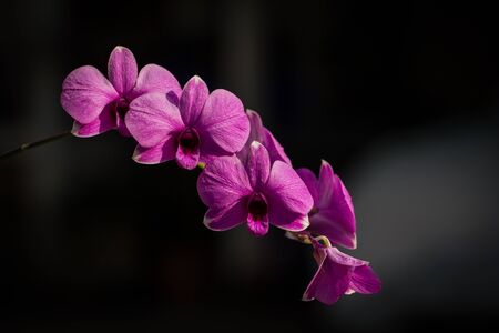 orchidの写真素材