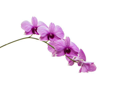 orchid