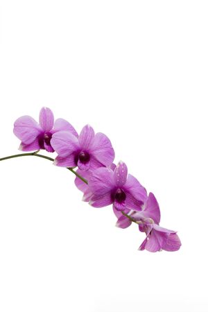 orchidの写真素材