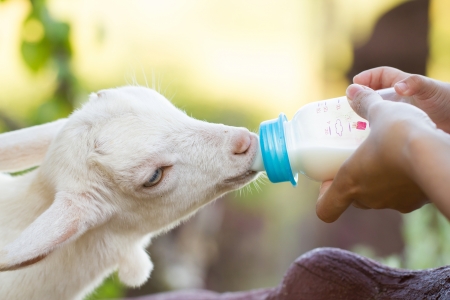 A white baby goat against milkの写真素材