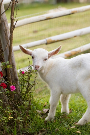 A white baby goat against grass の写真素材