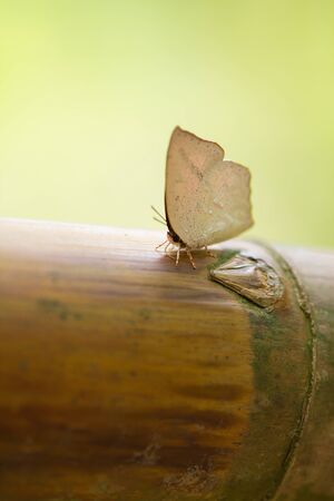 A beautiful butterfly sitting in the bamboo fenceの写真素材