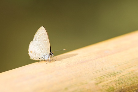 A beautiful butterfly sitting in the bamboo fenceの写真素材