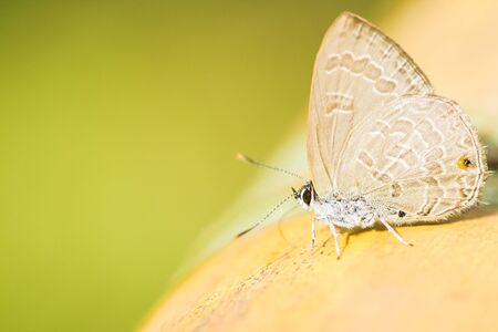 A beautiful butterfly sitting in the bamboo fenceの写真素材