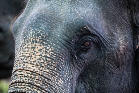 Asia elephant close up, Thailand の写真素材