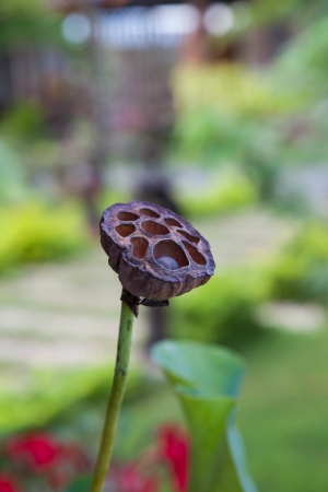 Lotus seed going to the end of the life cycleの写真素材