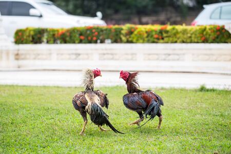 fighting chicken on green grass, animal fight in Asiaの写真素材