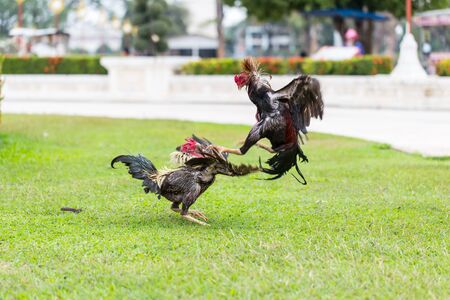 fighting chicken on green grass, animal fight in Asiaの写真素材