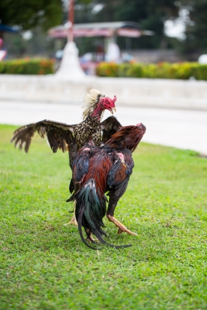 fighting chicken on green grass, animal fight in asiaの写真素材