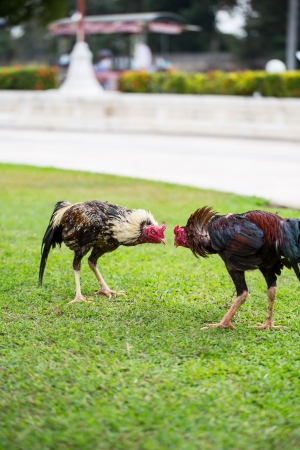 fighting chicken on green grass, animal fight in Asiaの写真素材