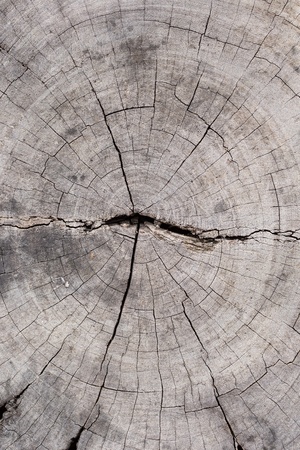 top view tree stump texture backgroundの写真素材