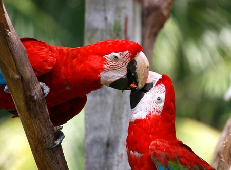 couple of parrot kissingの写真素材