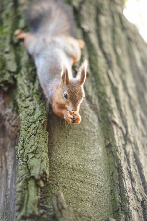 squirrel eats walnutの写真素材