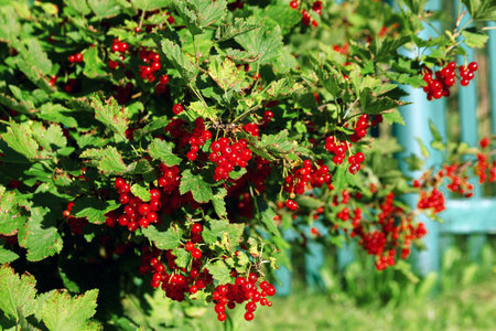 Bunches of redcurrants on bushの写真素材